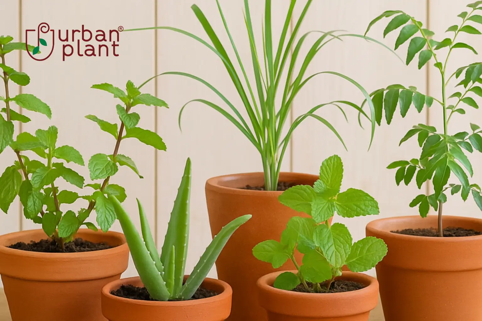 Top medicinal plants to keep at your home always by Urban Plant